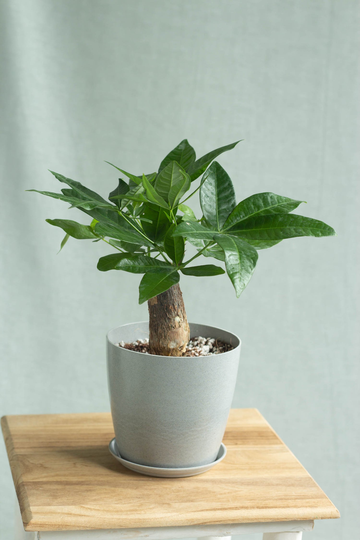 Loại c&acirc;y được vinh danh l&agrave; &ldquo;C&acirc;y của năm 2026&rdquo;: Tượng trưng cho t&agrave;i lộc, lọc kh&ocirc;ng kh&iacute; cực đỉnh- Ảnh 3.