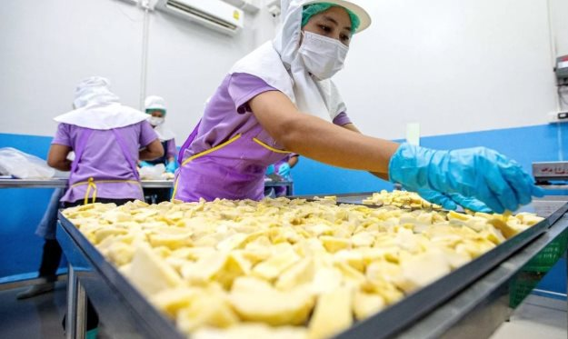 Đối thủ sầu ri&ecirc;ng Việt Nam, Th&aacute;i Lan bất ngờ đ&oacute;n tin buồn: Nhiều giống cao cấp gi&aacute; thấp nhất 10 năm, nh&agrave; vườn lao đao - Ảnh 1.