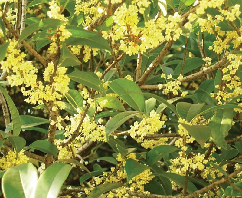 Phát ghen với 4 cây cảnh mang lại phong thủy tốt cho không gian sống - Ảnh 1.