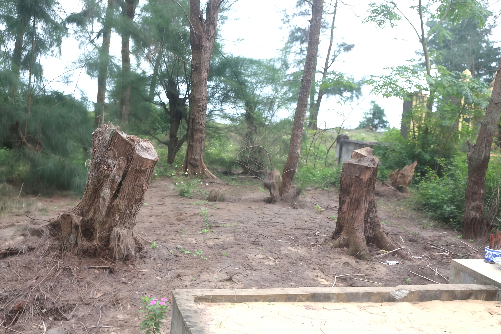 Ai đang bức tử rừng phi lao ven biển Quảng Trị và hậu quả nghiêm trọng? - Ảnh 1.