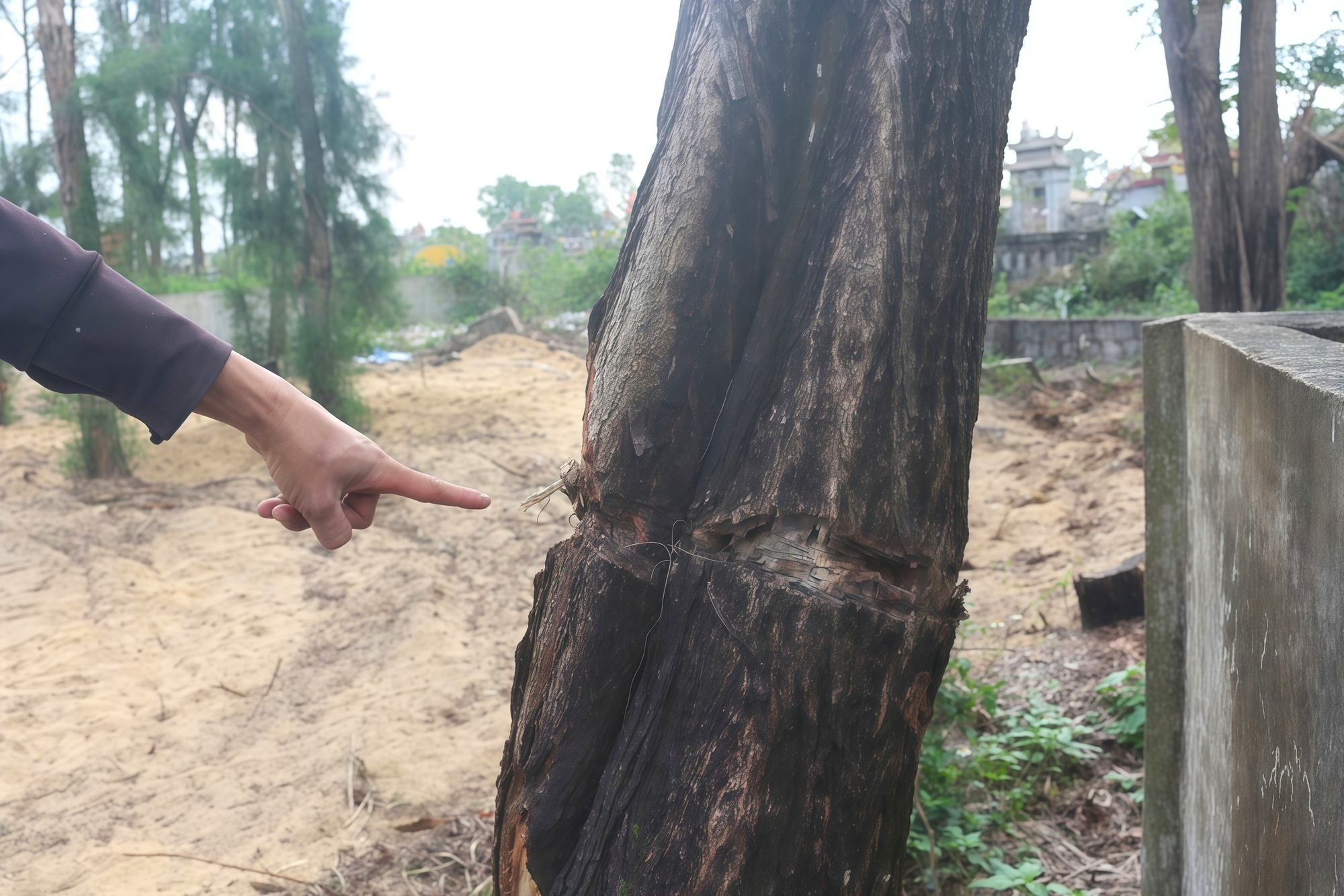 Ai đang bức tử rừng phi lao ven biển Quảng Trị và hậu quả nghiêm trọng? - Ảnh 2.