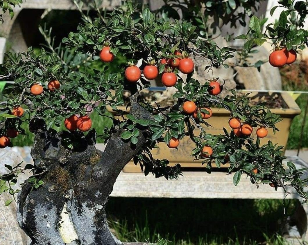 Phát ghen với 4 cây cảnh mang lại phong thủy tốt cho không gian sống - Ảnh 2.