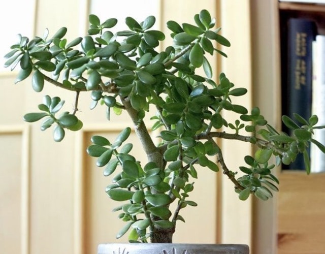 Phát ghen với 4 cây cảnh mang lại phong thủy tốt cho không gian sống - Ảnh 3.