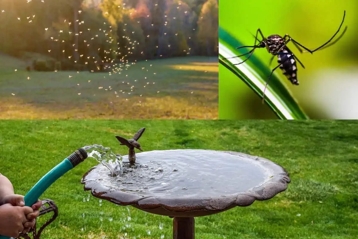 Nhà Có 5 Đặc Điểm Này, Đừng Trách Vì Sao Muỗi Kéo Đến Ngày Càng Nhiều - Ảnh 1.