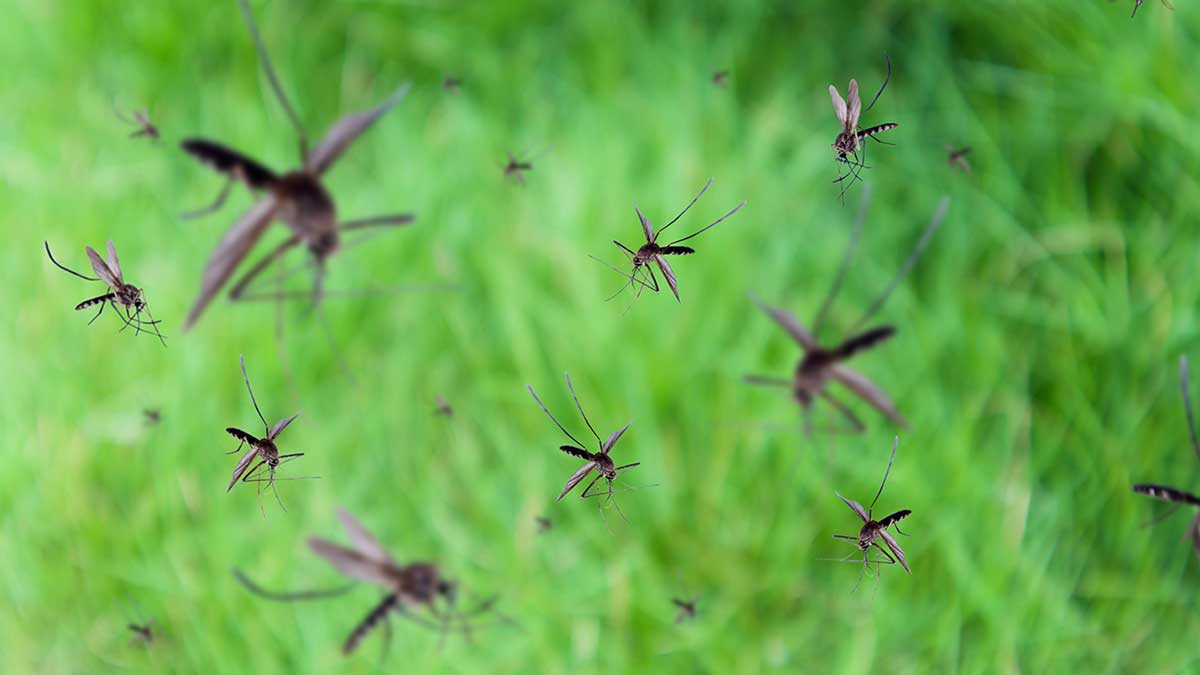 Nhà Có 5 Đặc Điểm Này, Đừng Trách Vì Sao Muỗi Kéo Đến Ngày Càng Nhiều - Ảnh 2.