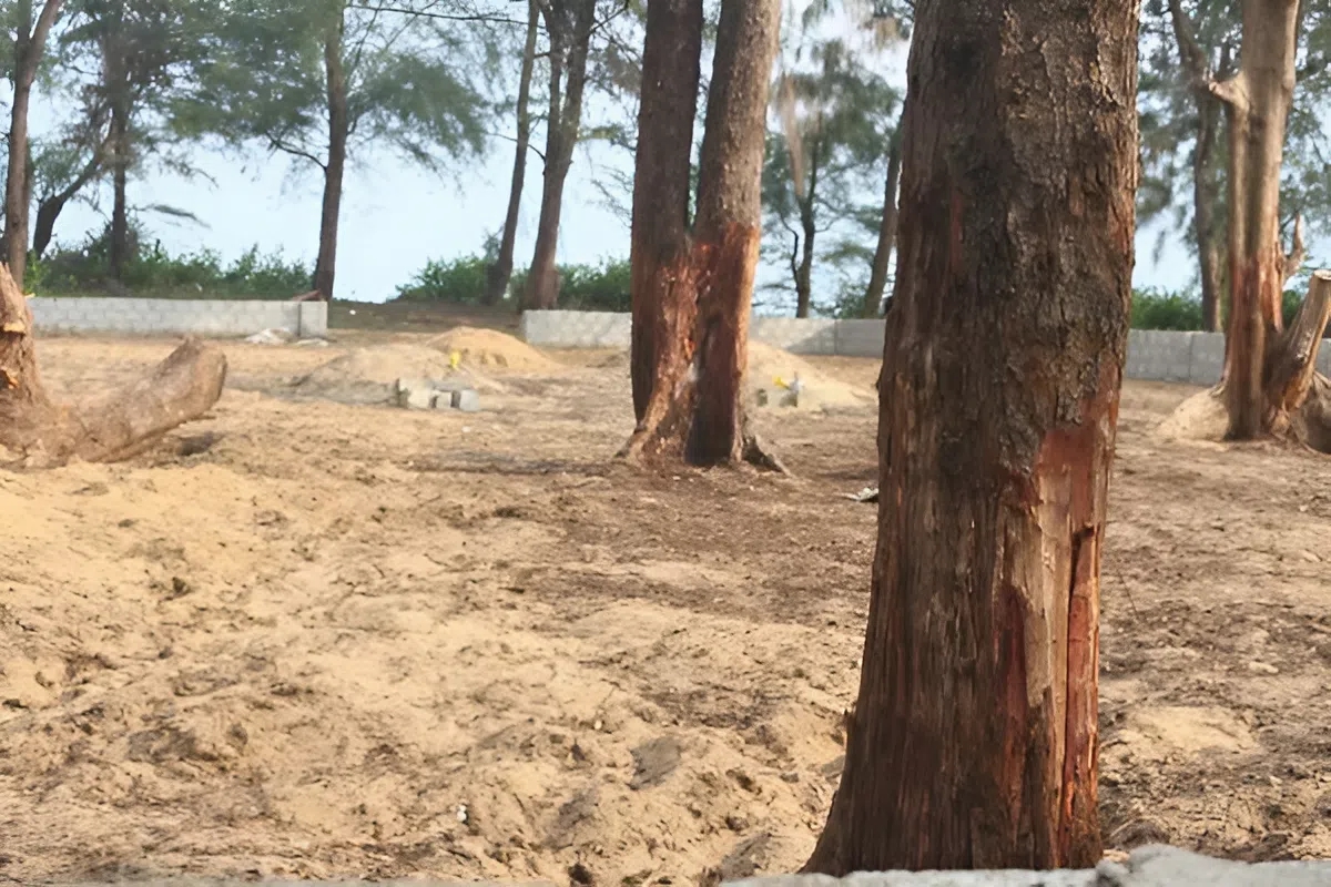 Ai đang bức tử rừng phi lao ven biển Quảng Trị và hậu quả nghiêm trọng? - Ảnh 3.