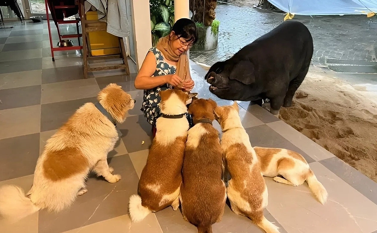 Nữ ca sĩ dùng biệt thự 500 m2 nuôi heo, chó, gà, ngỗng, làm cả sinh nhật cho thú cưng: U70 nhiều bệnh - Ảnh 2. Nữ ca sĩ dùng biệt thự 500 m2 nuôi heo, chó, gà, ngỗng, làm cả sinh nhật cho thú cưng: U70 nhiều bệnh - Ảnh 2.