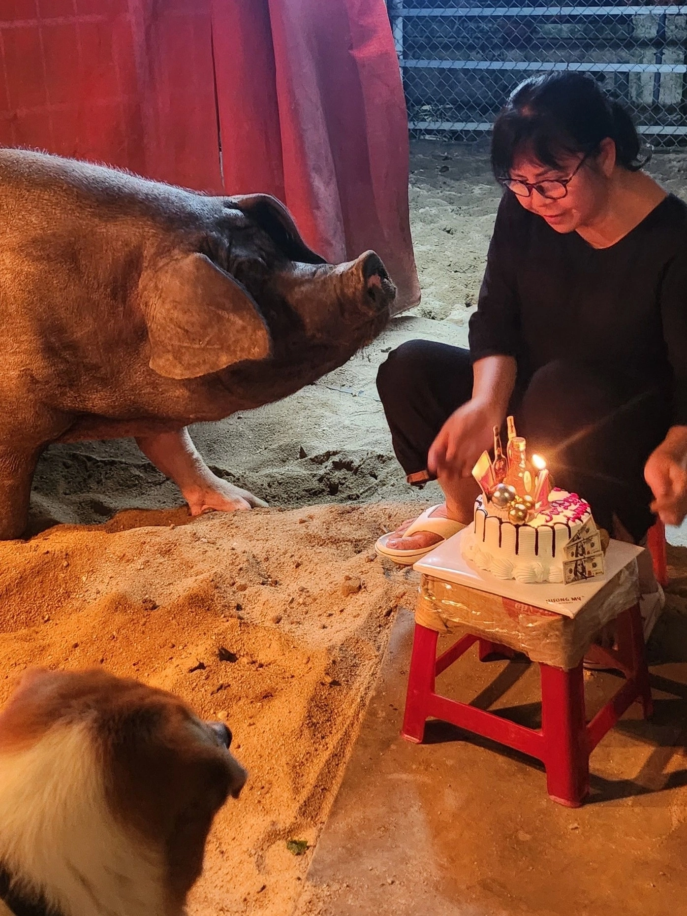 Nữ ca sĩ dùng biệt thự 500 m2 nuôi heo, chó, gà, ngỗng, làm cả sinh nhật cho thú cưng: U70 nhiều bệnh - Ảnh 1. Nữ ca sĩ dùng biệt thự 500 m2 nuôi heo, chó, gà, ngỗng, làm cả sinh nhật cho thú cưng: U70 nhiều bệnh - Ảnh 1.