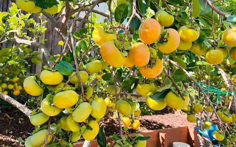 Người xưa dặn: "Phía Đông trồng lựu hốt vàng, phía Tây trồng hồng hốt bạc" - Sự thật là gì? - Ảnh 2.