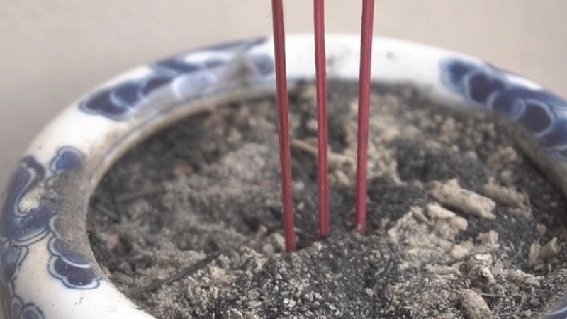 Sai lầm lớn nhất khi tỉa chân hương- Ảnh 2. Sai lầm lớn nhất khi tỉa chân hương- Ảnh 2.