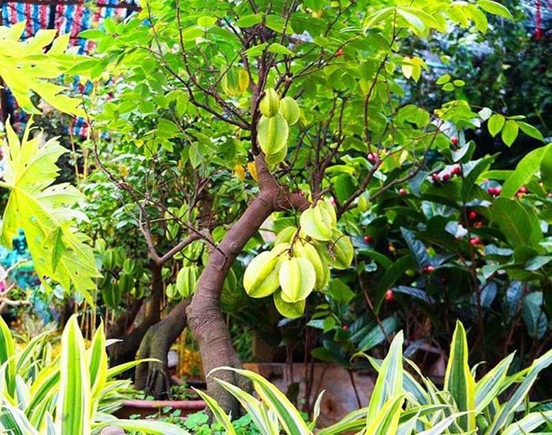 Trong Sân Mà Có 3 Cây Này Thì Giữ Cho Kỹ, Chặt Đi Là Mất Lộc Ngay- Ảnh 3. Trong Sân Mà Có 3 Cây Này Thì Giữ Cho Kỹ, Chặt Đi Là Mất Lộc Ngay- Ảnh 3.