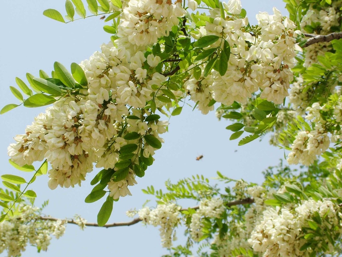 Trong Sân Mà Có 3 Cây Này Thì Giữ Cho Kỹ, Chặt Đi Là Mất Lộc Ngay- Ảnh 1. Trong Sân Mà Có 3 Cây Này Thì Giữ Cho Kỹ, Chặt Đi Là Mất Lộc Ngay- Ảnh 1.