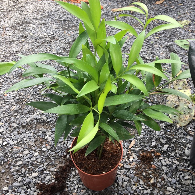 Loại cây “giữ tiền", mang lại bình an: Nhiều nhà trồng mà không biết nó có tác dụng giải độc - Ảnh 1.