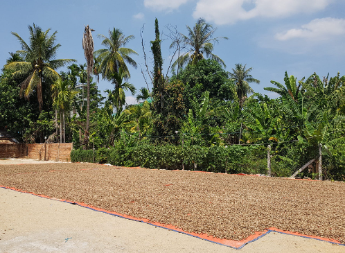 Cứu tinh từ châu Phi đổ bộ giúp Việt Nam xuất khẩu bỏ xa cả thế giới: Nước ta chi hàng tỷ USD mỗi năm để mua hàng, được người Mỹ cực kỳ ưa chuộng - Ảnh 1.