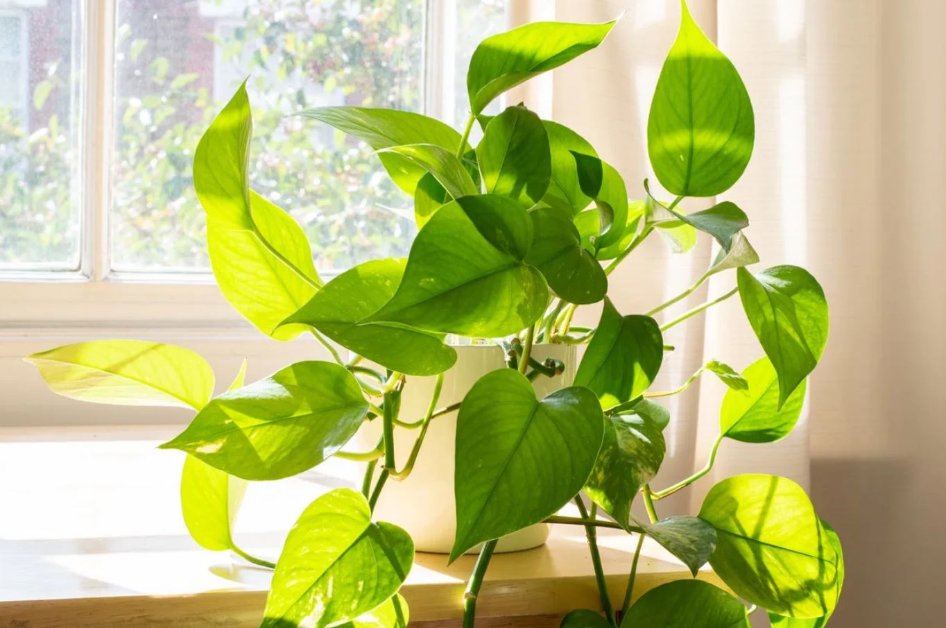 - Ảnh 5. - Ảnh 5.