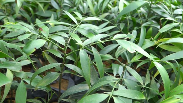 Loại cây “giữ tiền", mang lại bình an: Nhiều nhà trồng mà không biết nó có tác dụng giải độc - Ảnh 3.