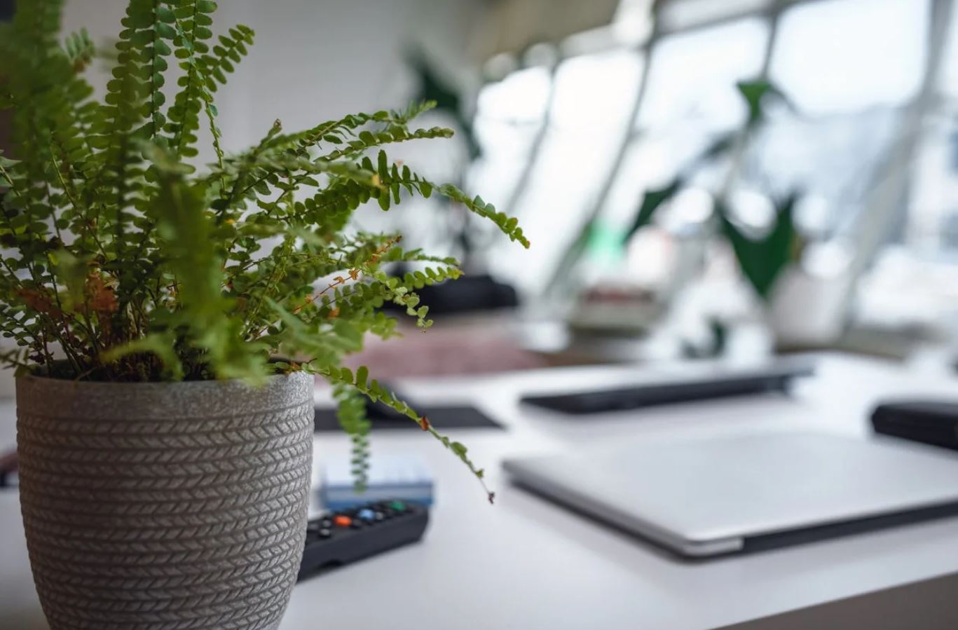 - Ảnh 4. - Ảnh 4.