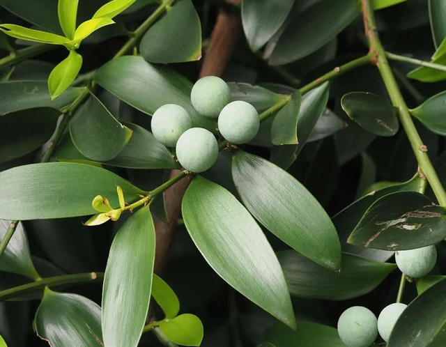 Loại cây “giữ tiền", mang lại bình an: Nhiều nhà trồng mà không biết nó có tác dụng giải độc - Ảnh 2.