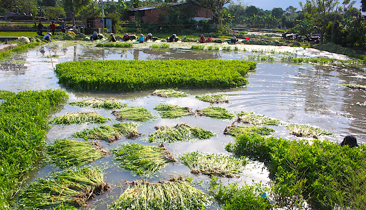Việt Nam có loại rau ngọt như mì chính, chứa chất quý giúp giải độc cơ thể: Được bán đầy chợ vào mùa đông - Ảnh 4. Việt Nam có loại rau ngọt như mì chính, chứa chất quý giúp giải độc cơ thể: Được bán đầy chợ vào mùa đông - Ảnh 4.