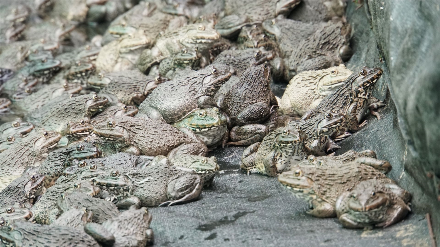 Khó tin nhưng thật: Không chỉ rắn, 6 loài vật này có khả năng dự báo thiên tai, chuẩn xác không ngờ - Ảnh 6.