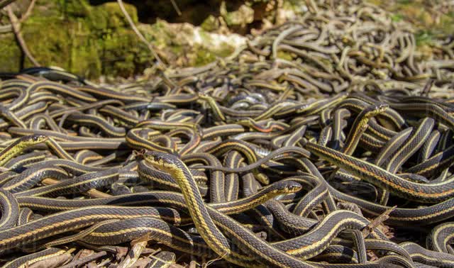 Khó tin nhưng thật: Không chỉ rắn, 6 loài vật này có khả năng dự báo thiên tai, chuẩn xác không ngờ - Ảnh 7.