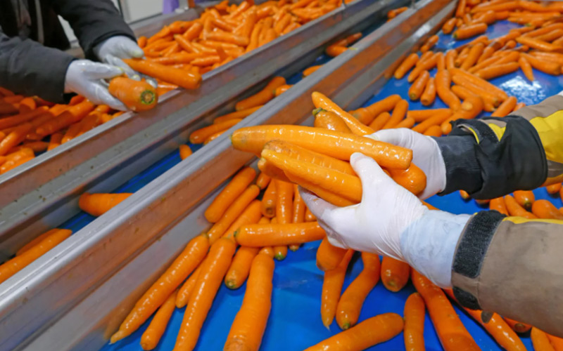 Chế biến sâu: "Chìa khóa vàng" mở lối tăng trưởng tỉ đô cho nông sản Việt - Ảnh 1.