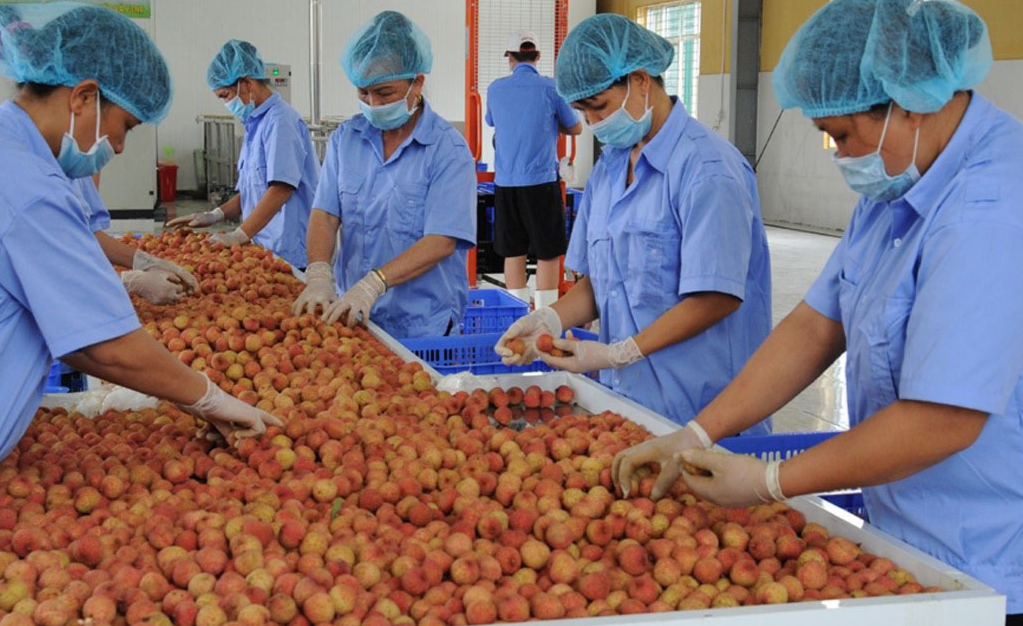 Chế biến sâu: "Chìa khóa vàng" mở lối tăng trưởng tỉ đô cho nông sản Việt - Ảnh 3.