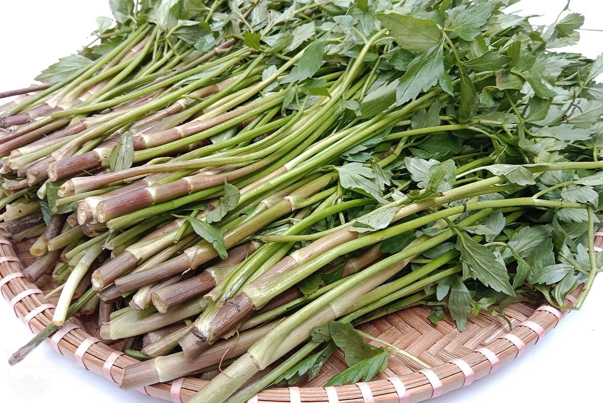 Việt Nam có loại rau ngọt như mì chính, chứa chất quý giúp giải độc cơ thể: Được bán đầy chợ vào mùa đông - Ảnh 1. Việt Nam có loại rau ngọt như mì chính, chứa chất quý giúp giải độc cơ thể: Được bán đầy chợ vào mùa đông - Ảnh 1.