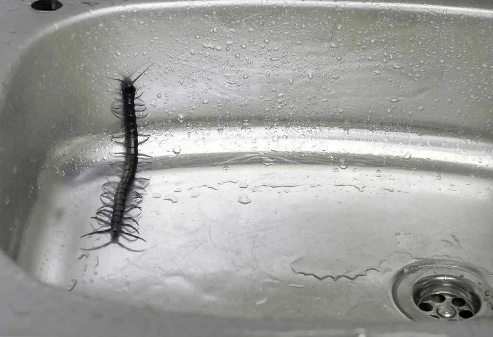 - Ảnh 1. - Ảnh 1.