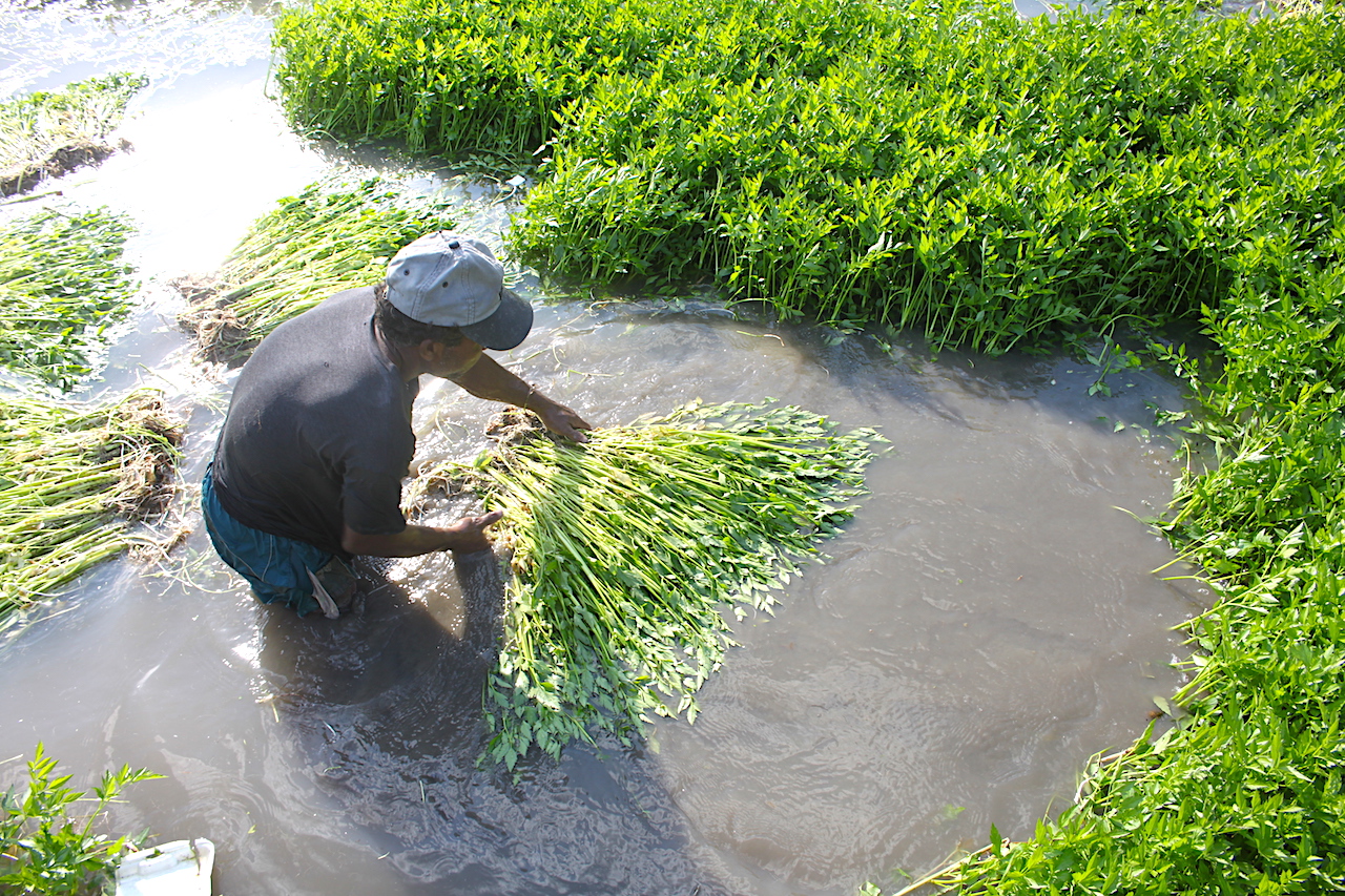 Việt Nam có loại rau ngọt như mì chính, chứa chất quý giúp giải độc cơ thể: Được bán đầy chợ vào mùa đông - Ảnh 3. Việt Nam có loại rau ngọt như mì chính, chứa chất quý giúp giải độc cơ thể: Được bán đầy chợ vào mùa đông - Ảnh 3.