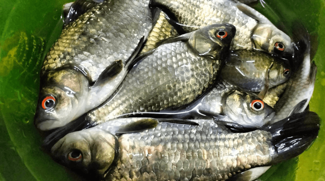 Loại cá nhỏ, rẻ nhưng được thầy thuốc xưa gọi là ‘đại bổ’, nhiều nhà nấu mãi mà không biết giá trị thật - Ảnh 1.
