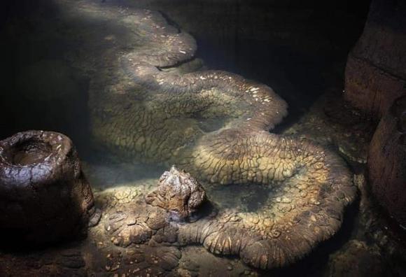 Ph&aacute;t hiện "rồng thật" d&agrave;i 13 m&eacute;t kỳ quan tự nhi&ecirc;n h&agrave;ng trăm triệu năm - Ảnh 2.