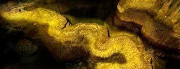 Ph&aacute;t hiện "rồng thật" d&agrave;i 13 m&eacute;t kỳ quan tự nhi&ecirc;n h&agrave;ng trăm triệu năm - Ảnh 1.