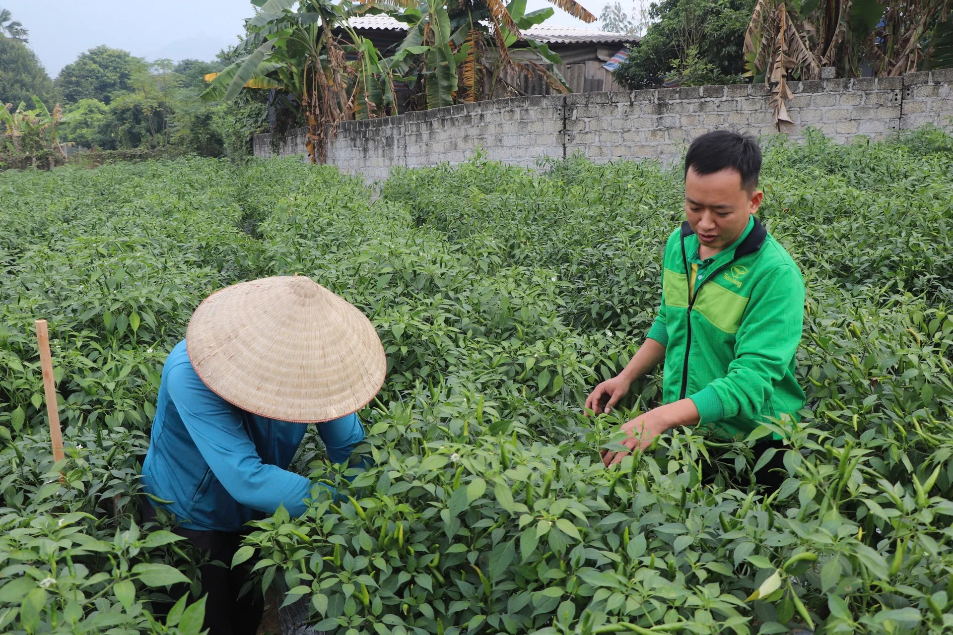 - Ảnh 1. - Ảnh 1.