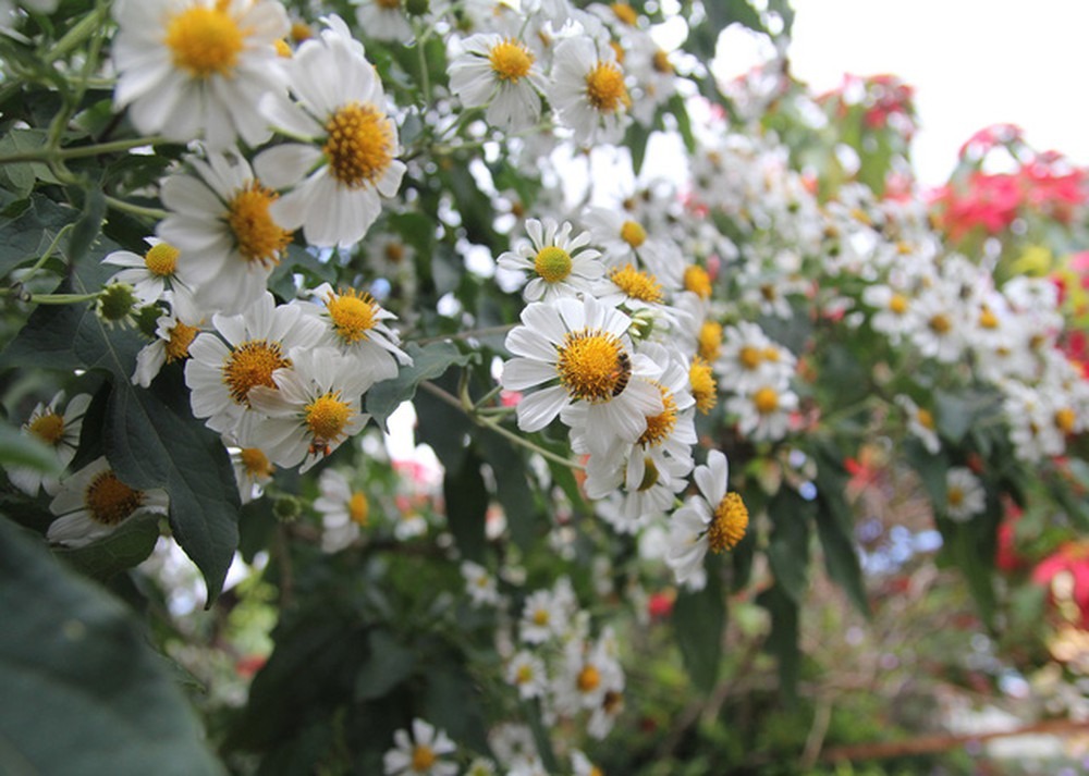 Đừng bao giờ đặt 5 hoa này lên bàn thờ, đặc biệt là loại số 1- Ảnh 1.