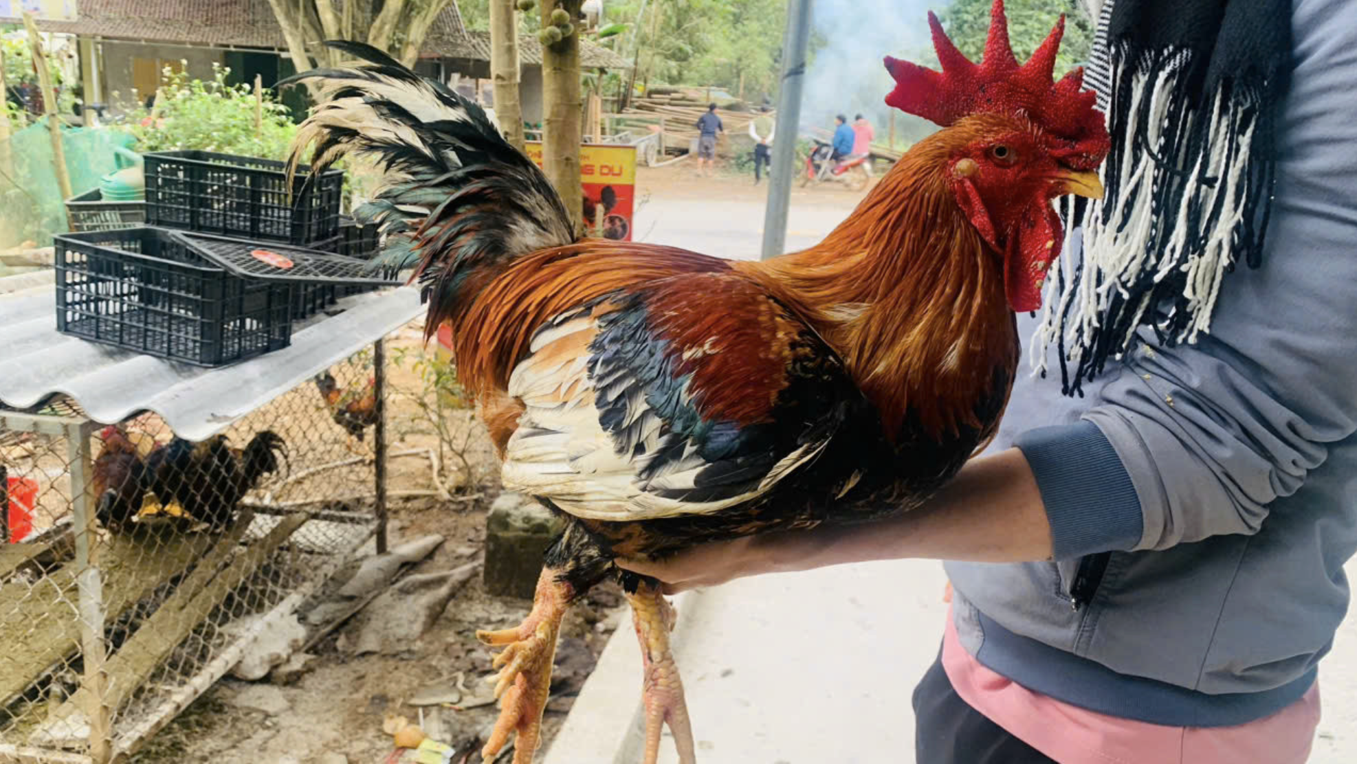 Gà chín cựa: Đặc sản qúy hiếm từ truyền thuyết Việt Nam - Ảnh 1. Gà chín cựa: Đặc sản qúy hiếm từ truyền thuyết Việt Nam - Ảnh 1.