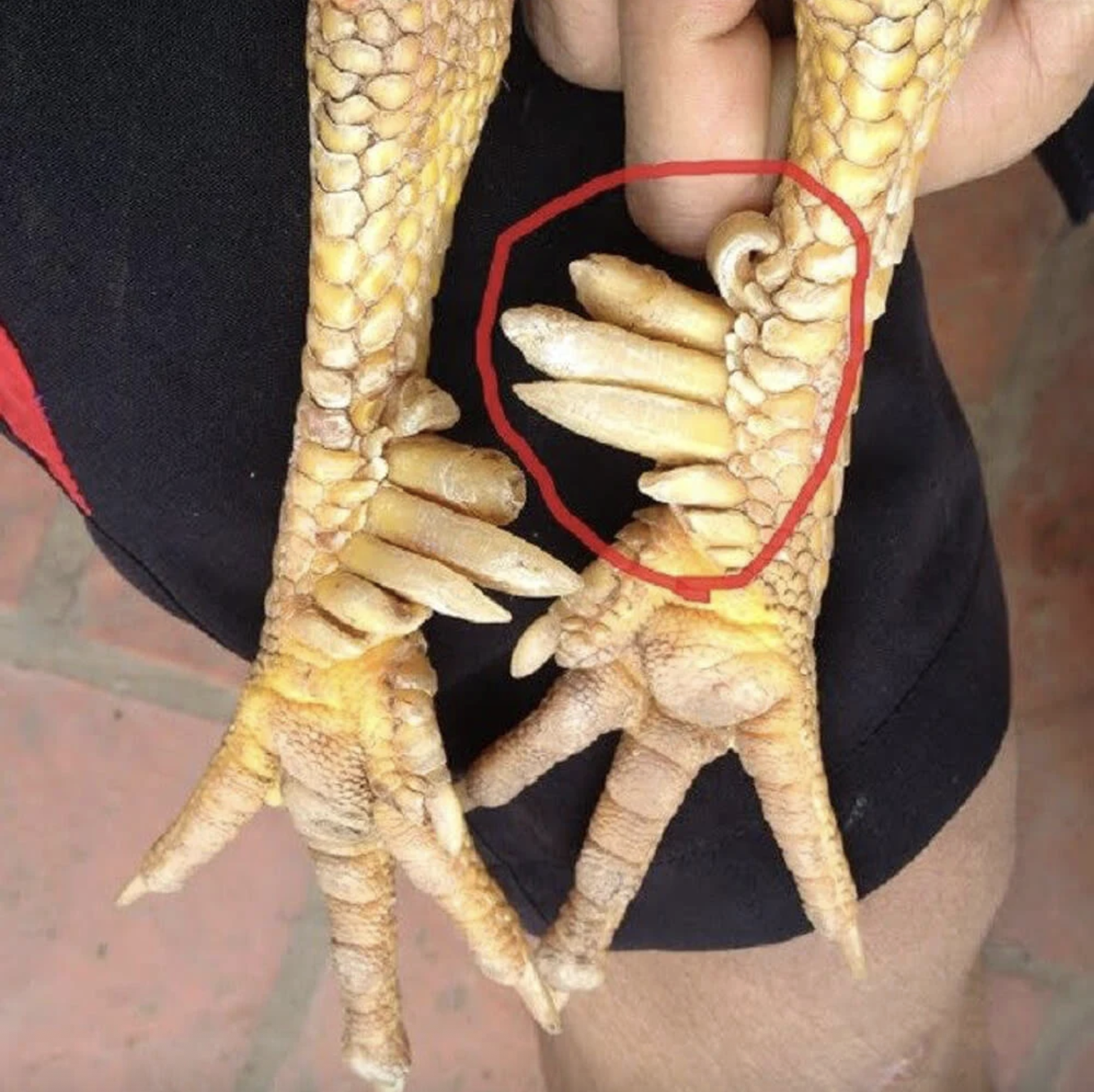 Gà chín cựa: Đặc sản qúy hiếm từ truyền thuyết Việt Nam - Ảnh 2. Gà chín cựa: Đặc sản qúy hiếm từ truyền thuyết Việt Nam - Ảnh 2.