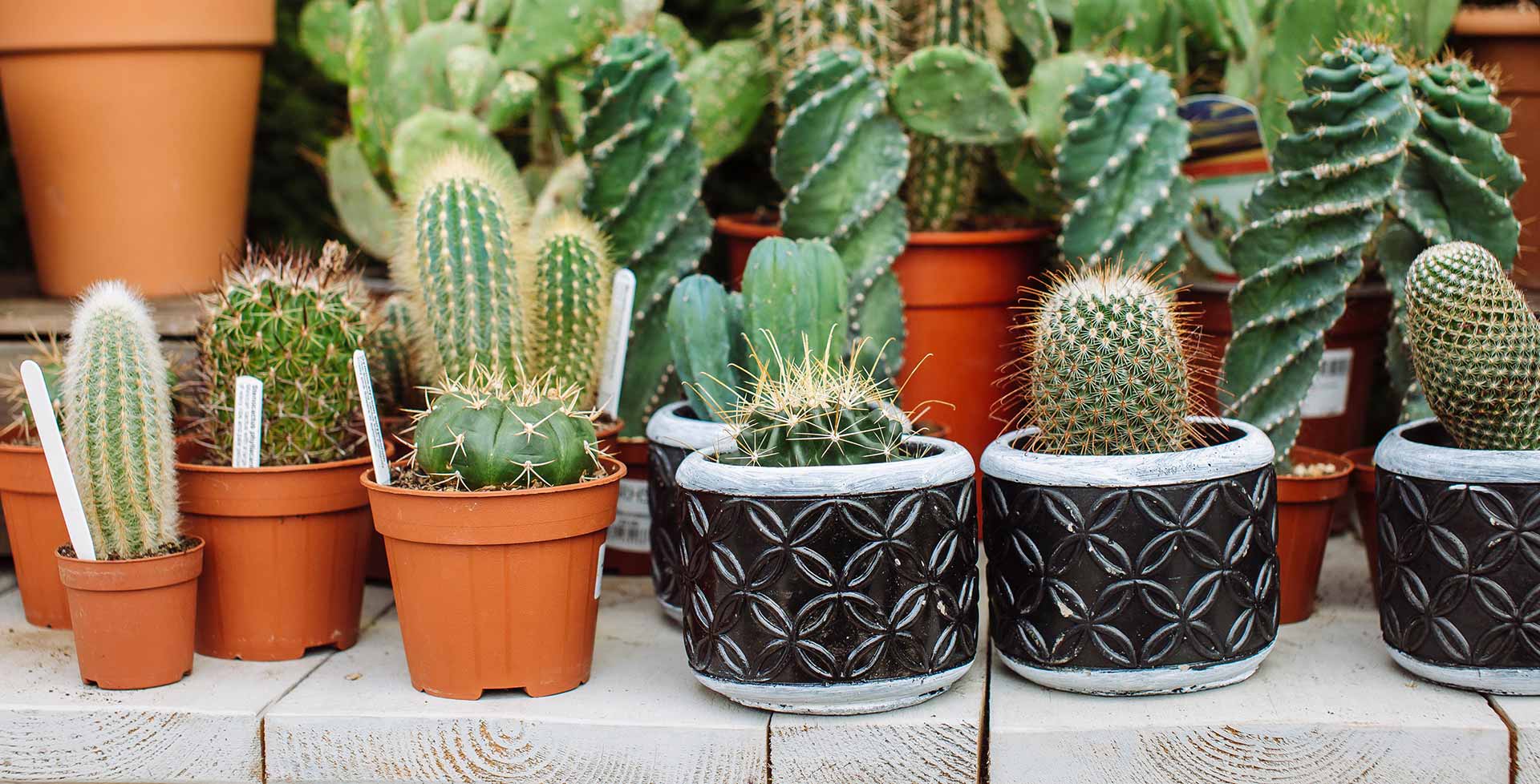 7 loại cây không nên trồng trong nhà: Vừa là biểu tượng của vận xui, vừa chứa chất độc- Ảnh 1.