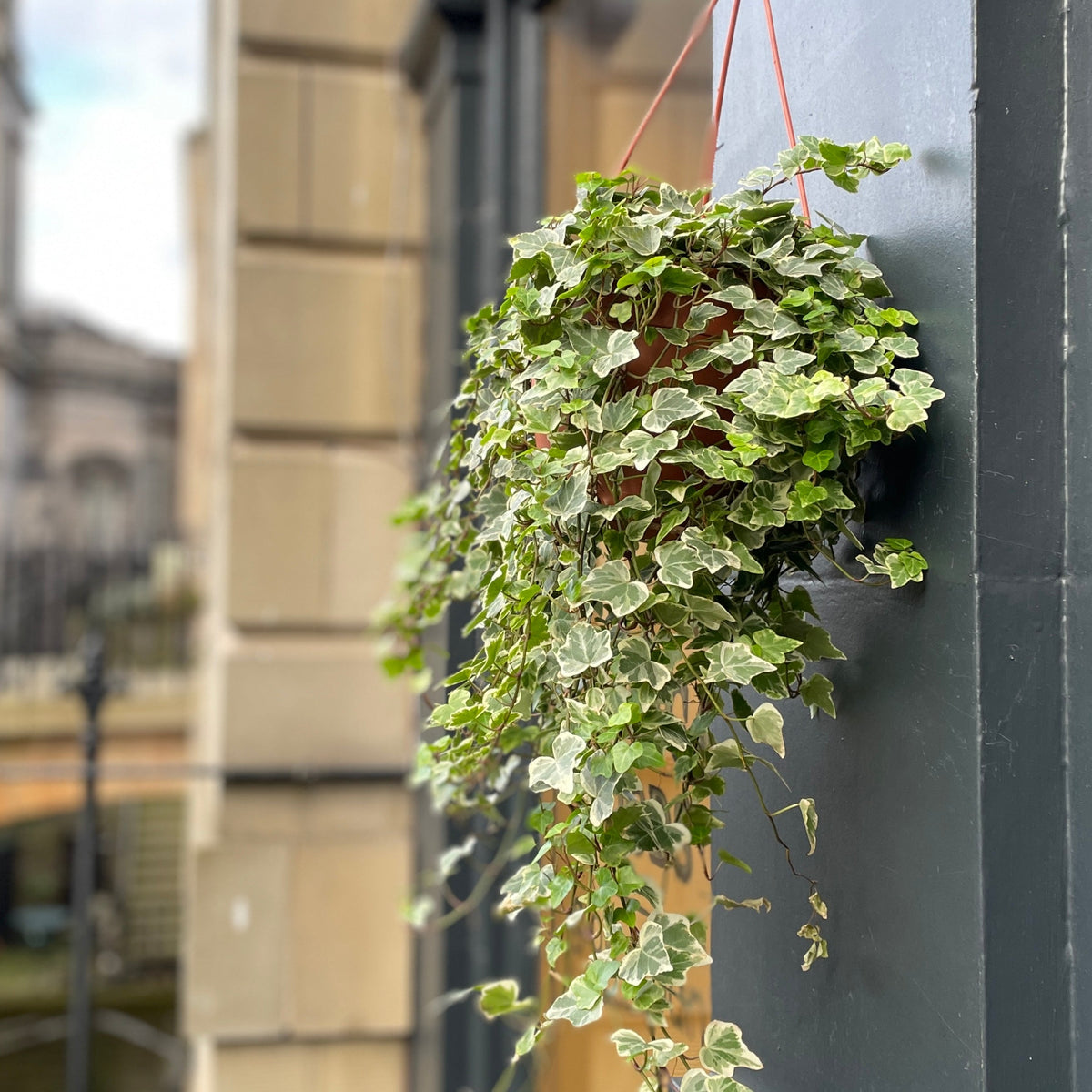 7 loại cây không nên trồng trong nhà: Vừa là biểu tượng của vận xui, vừa chứa chất độc- Ảnh 7.