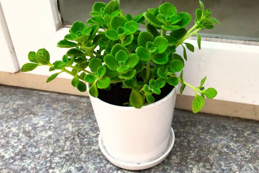 9 loại cây vừa đuổi muỗi hiệu quả, vừa hút tài lộc, sức khỏe gia chủ tốt lên thấy rõ: Nhà nào cũng nên trồng - Ảnh 4.