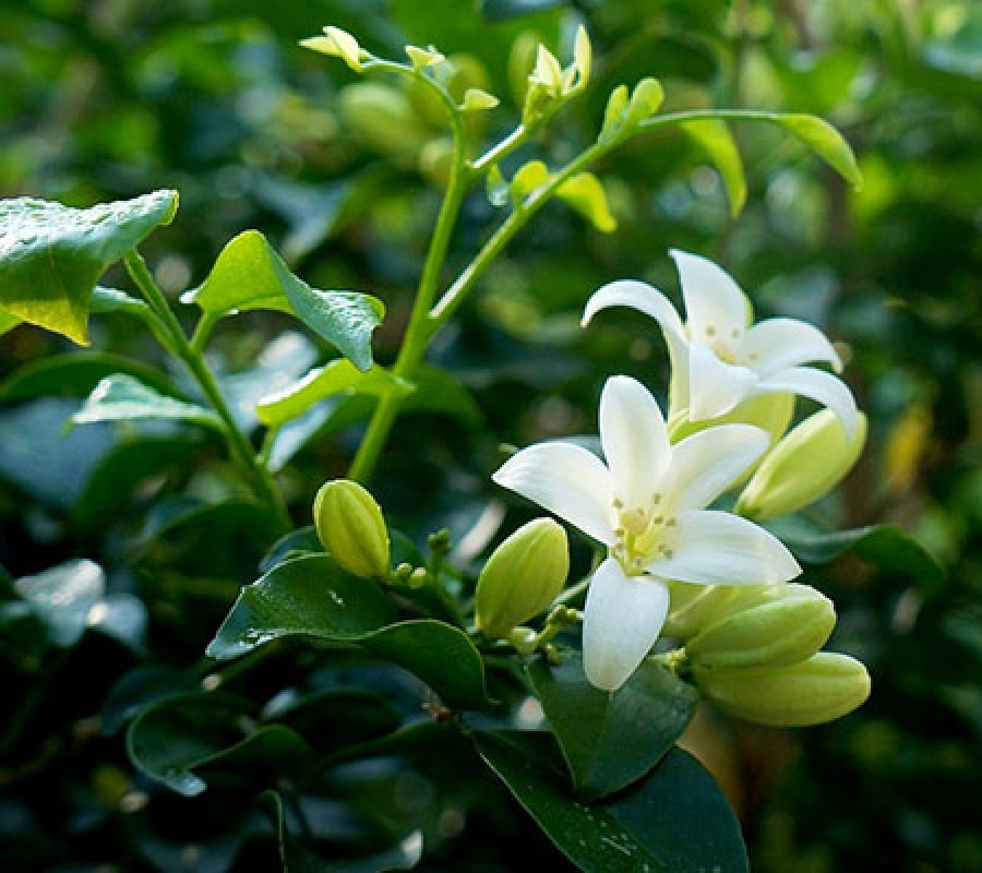 Cây nguyệt quế: Loài cây quý nở hoa 200 ngày mang đến tài lộc - Ảnh 3. Cây nguyệt quế: Loài cây quý nở hoa 200 ngày mang đến tài lộc - Ảnh 3.