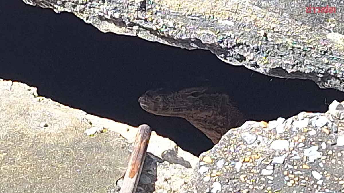 Ph&aacute;t hiện thi thể b&eacute; g&aacute;i bị kỳ đ&agrave; cắn trong b&atilde;i đất trống - Ảnh 2.