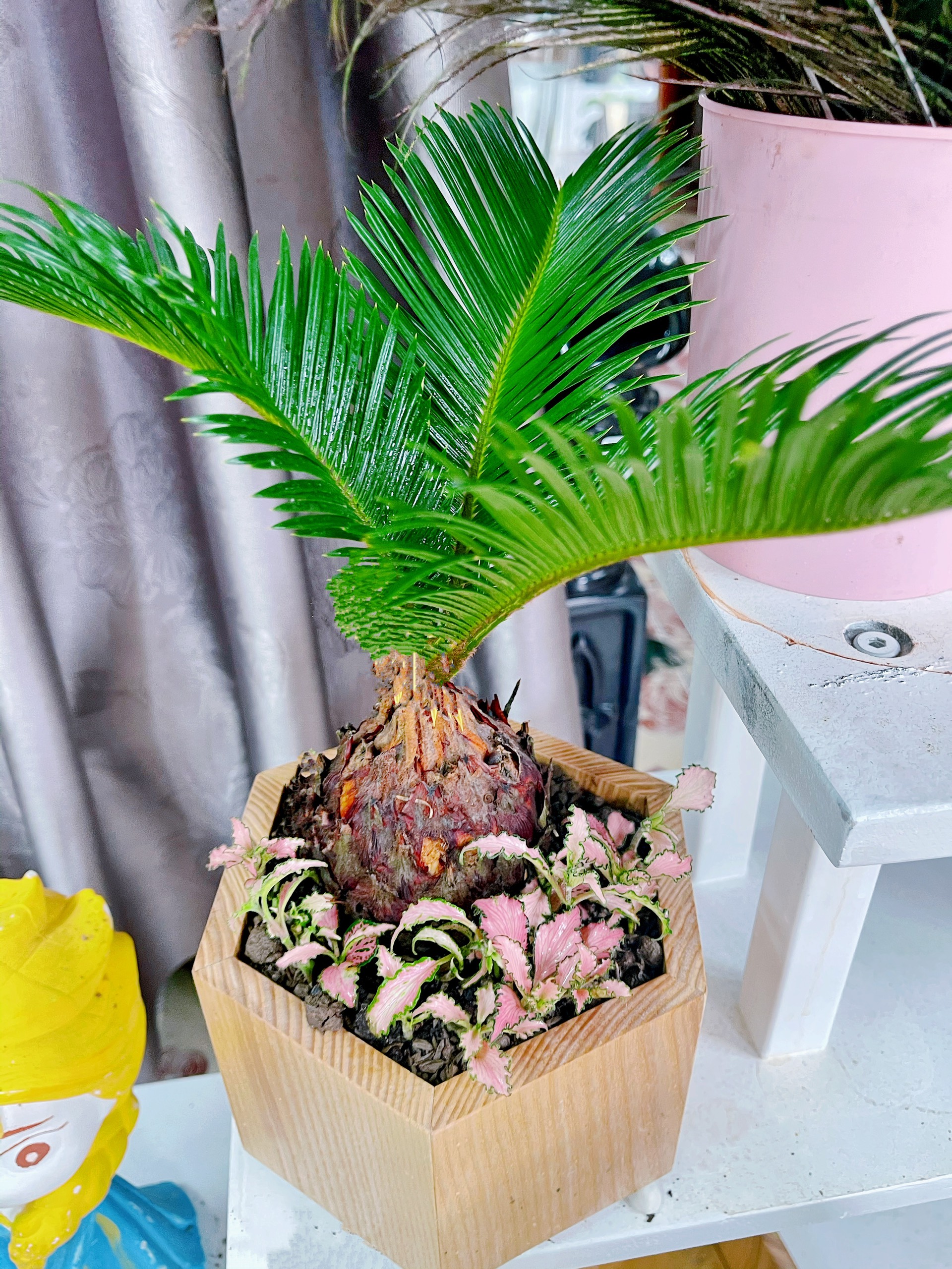 Cây phong thủy người giàu để ở phòng khách mang lại may mắn - Ảnh 2. Cây phong thủy người giàu để ở phòng khách mang lại may mắn - Ảnh 2.