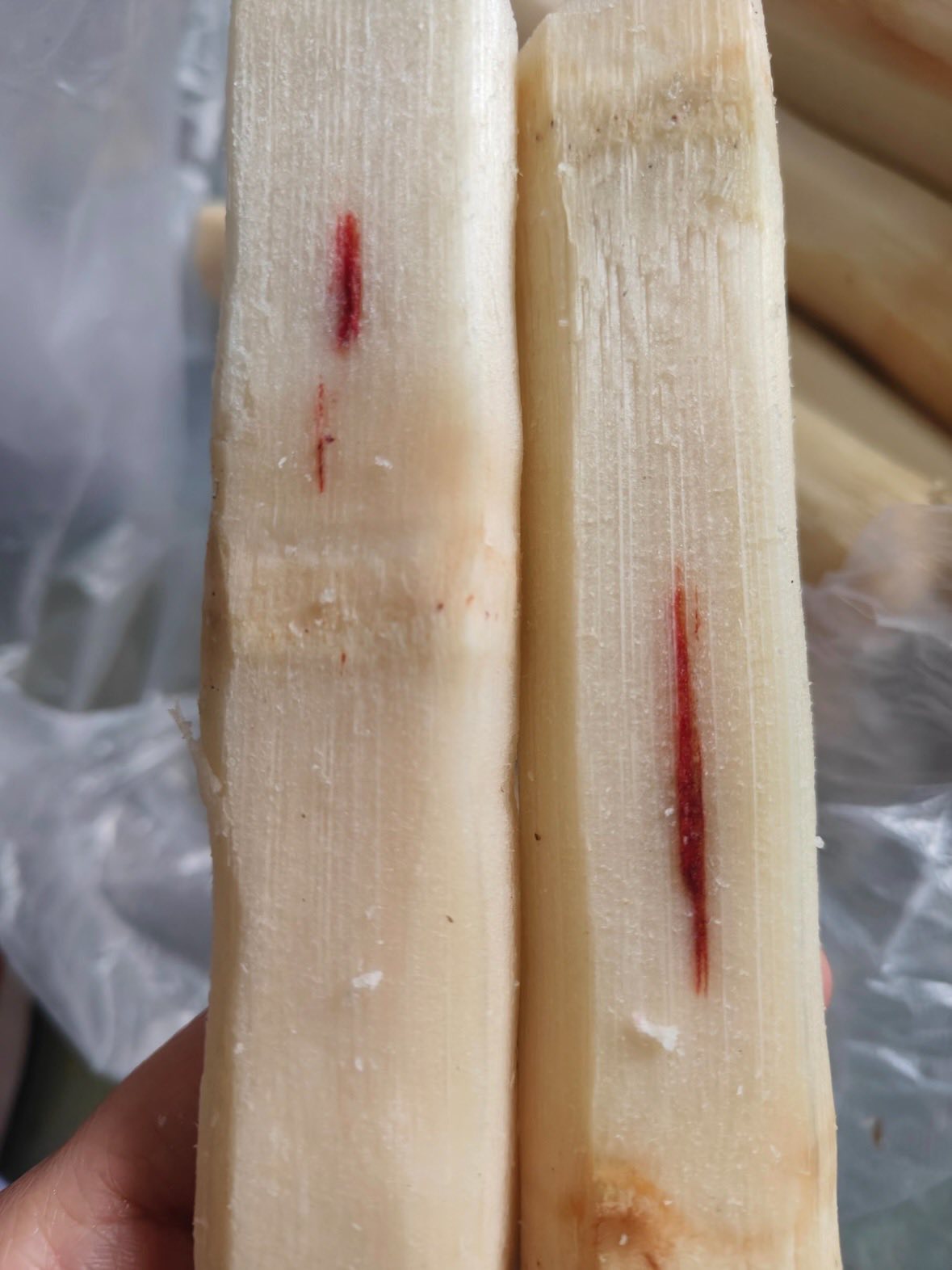 - Ảnh 2. - Ảnh 2.