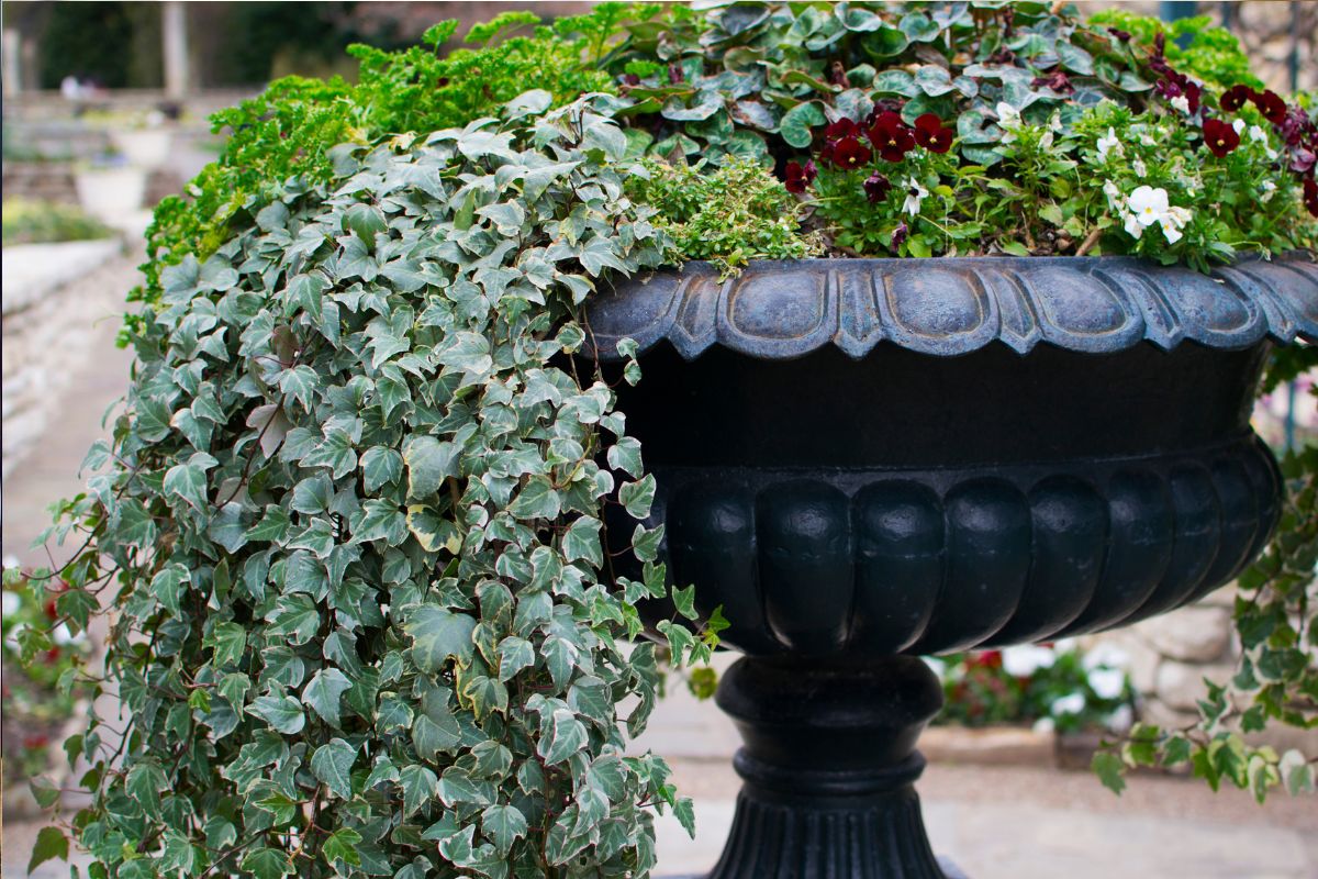 Loại cây là “thỏi nam châm” hút rắn tới nhà, ai đang trồng phải thật cảnh giác - Ảnh 3. Loại cây là “thỏi nam châm” hút rắn tới nhà, ai đang trồng phải thật cảnh giác - Ảnh 3.