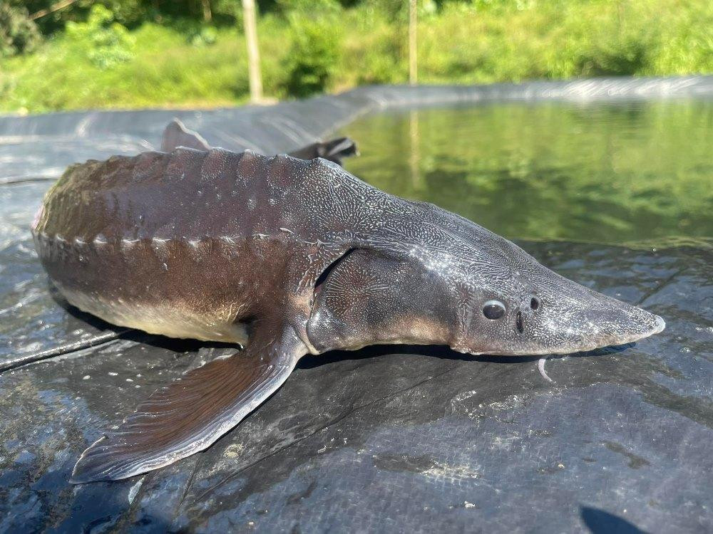 - Ảnh 2. - Ảnh 2.