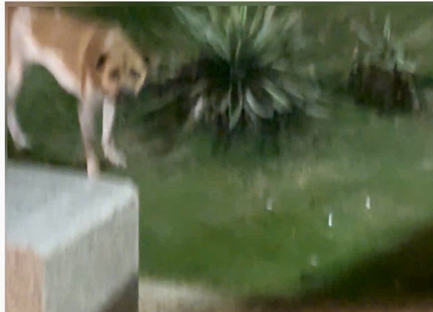 Bé Gái 4 Tuổi Bị Chó Tấn Công Vùng Mặt Khi Đang Chơi Ở Quảng Trường - Ảnh 3.