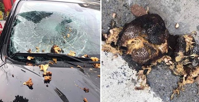 Quả xoài "tai tiếng" nhất Việt Nam: Khiến một nữ đại gia tốn cả trăm triệu vẫn chỉ biết "im lặng chịu trận"- Ảnh 6.