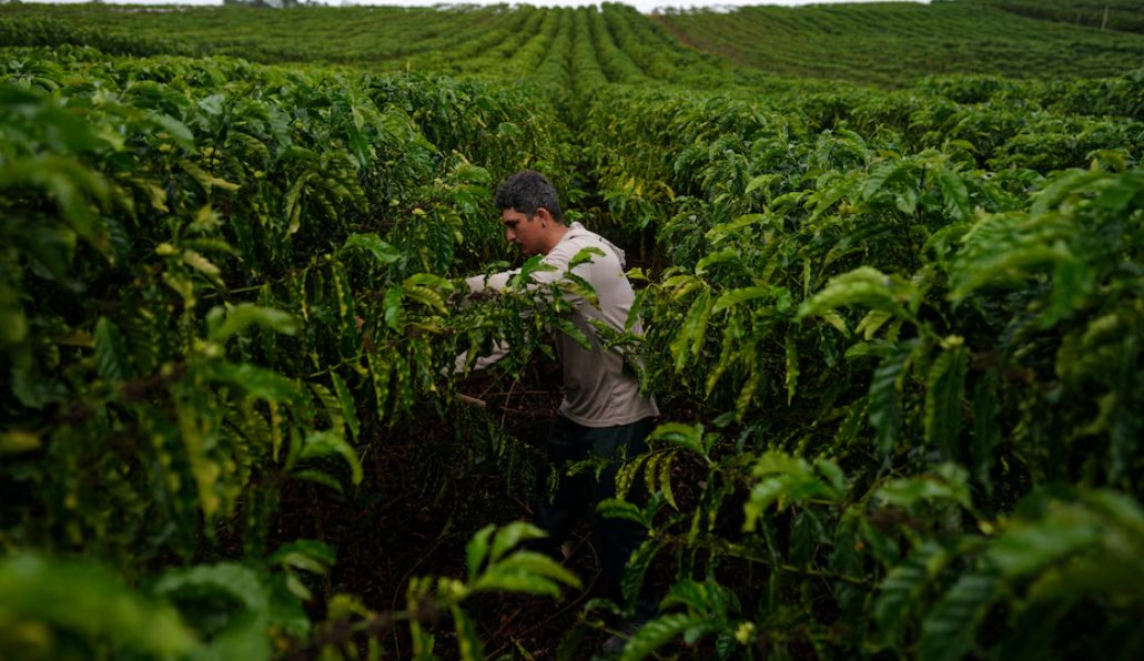 Cà phê robusta trỗi dậy: Một quốc gia BRICS đặt mục tiêu tăng sản lượng gấp 150 lần, Việt Nam đang dẫn đầu thế giới - Ảnh 1.