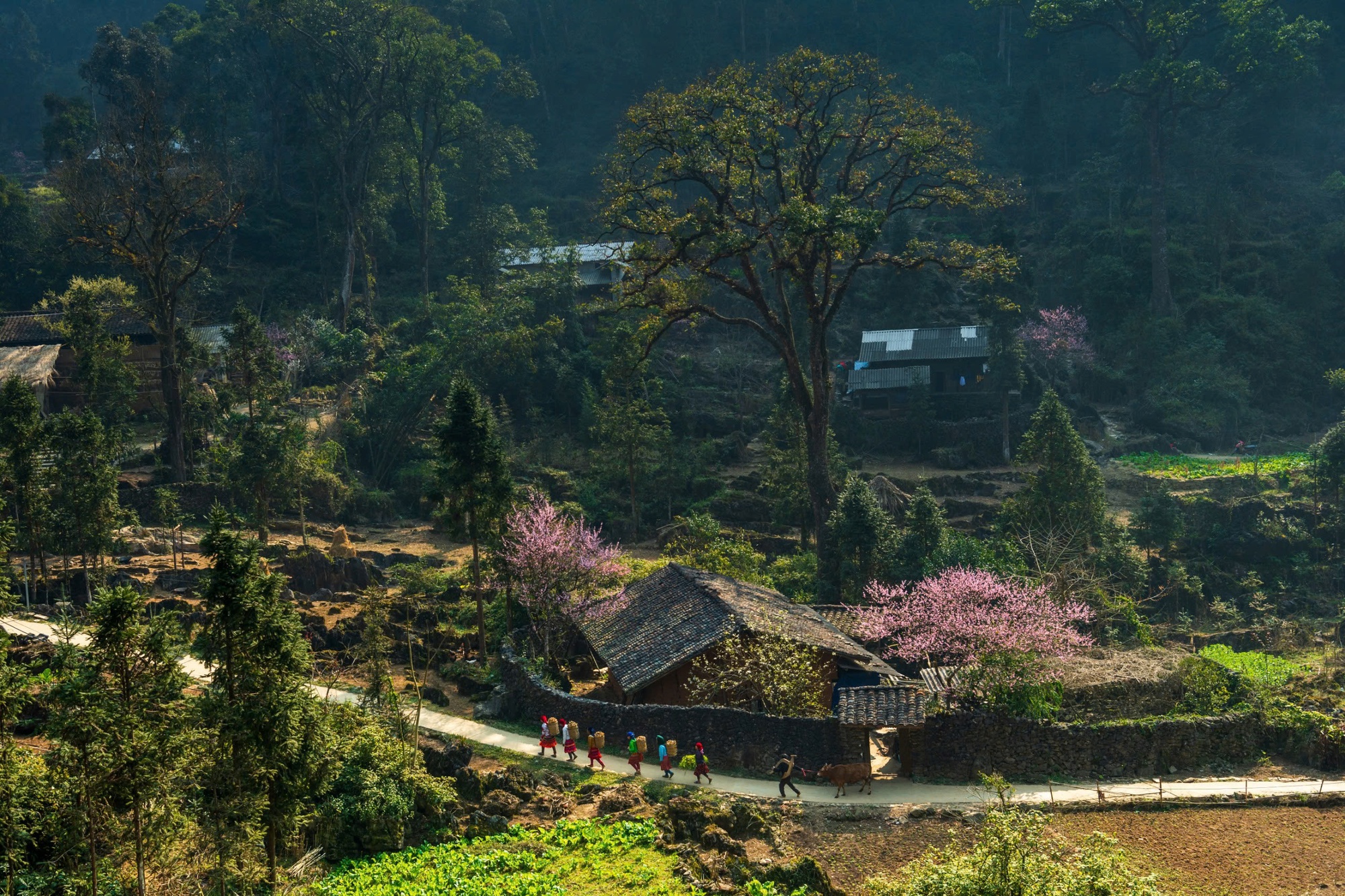 - Ảnh 2. - Ảnh 2.